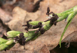 صورة Sphacelotheca hydropiperis (Schumach.) de Bary 1884