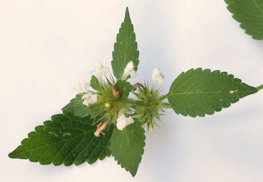 Image of lesser hemp-nettle