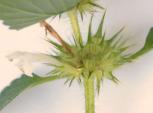 Image of lesser hemp-nettle