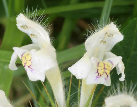 Image of lesser hemp-nettle