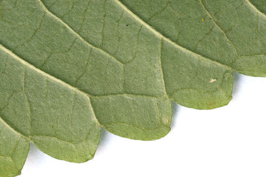 Image of lesser hemp-nettle