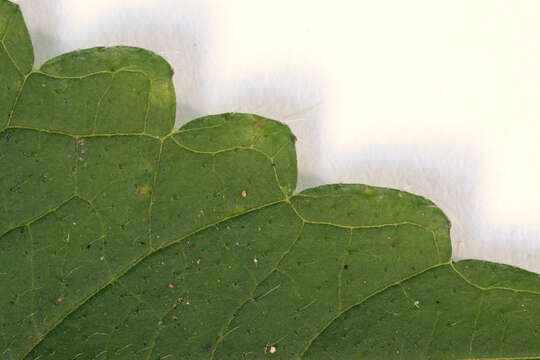 Image of lesser hemp-nettle