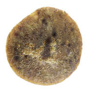 Image of lesser hemp-nettle