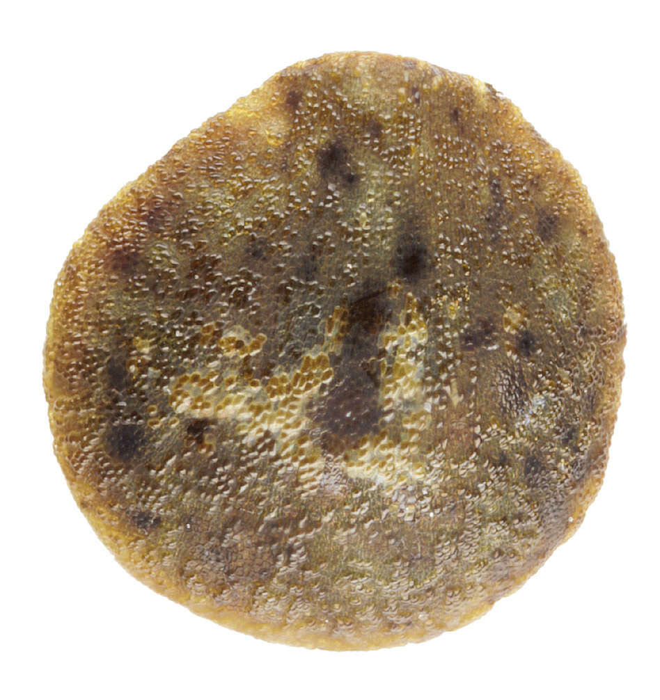 Image of lesser hemp-nettle