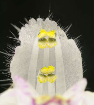 Image of lesser hemp-nettle