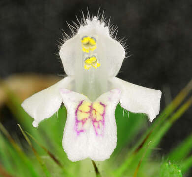 Image of lesser hemp-nettle