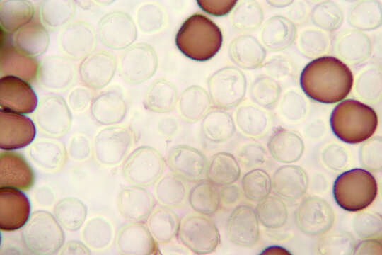 صورة Sphacelotheca hydropiperis (Schumach.) de Bary 1884