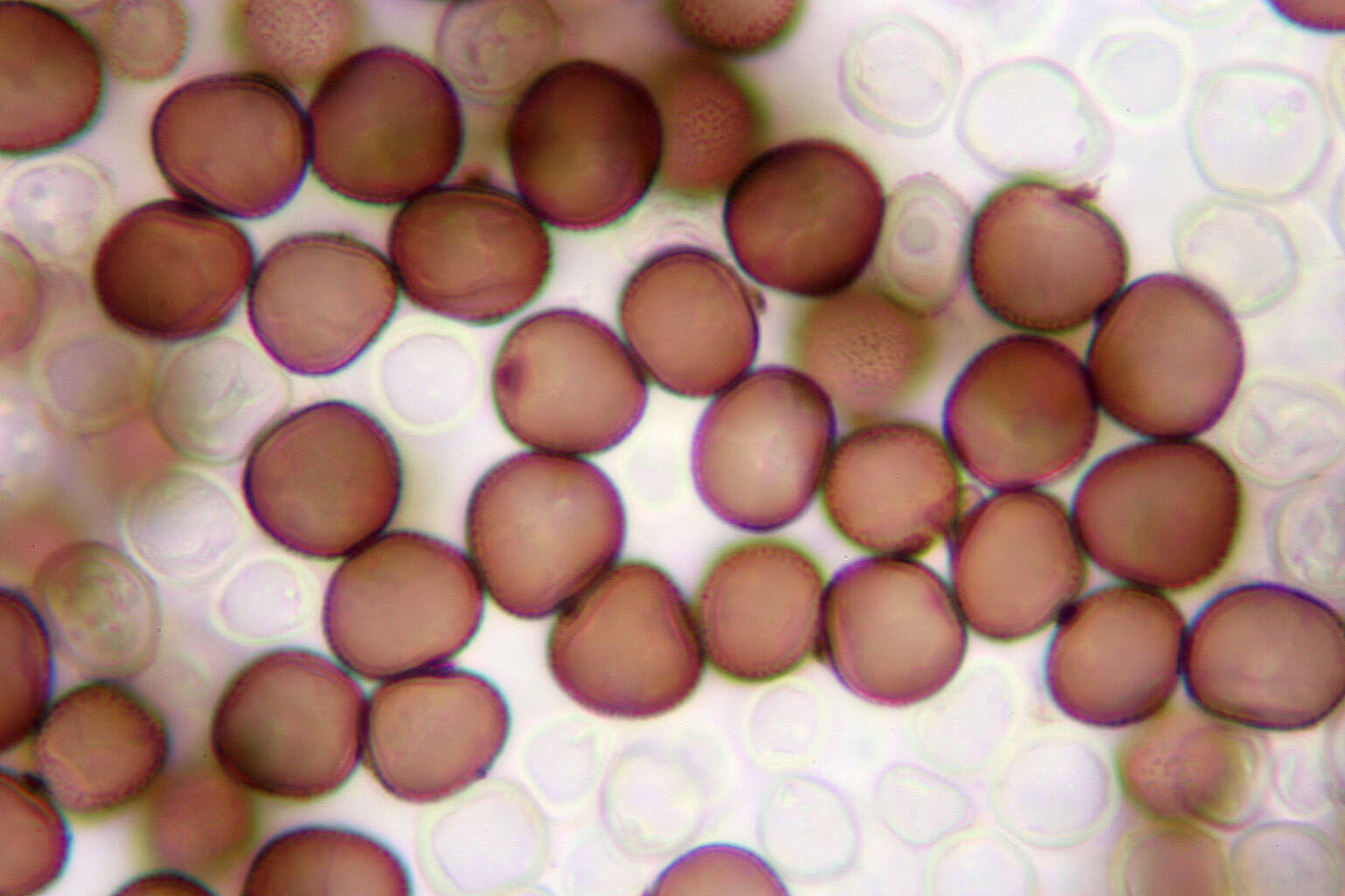 Sphacelotheca hydropiperis (Schumach.) de Bary 1884 resmi