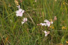 Image of feathered pink