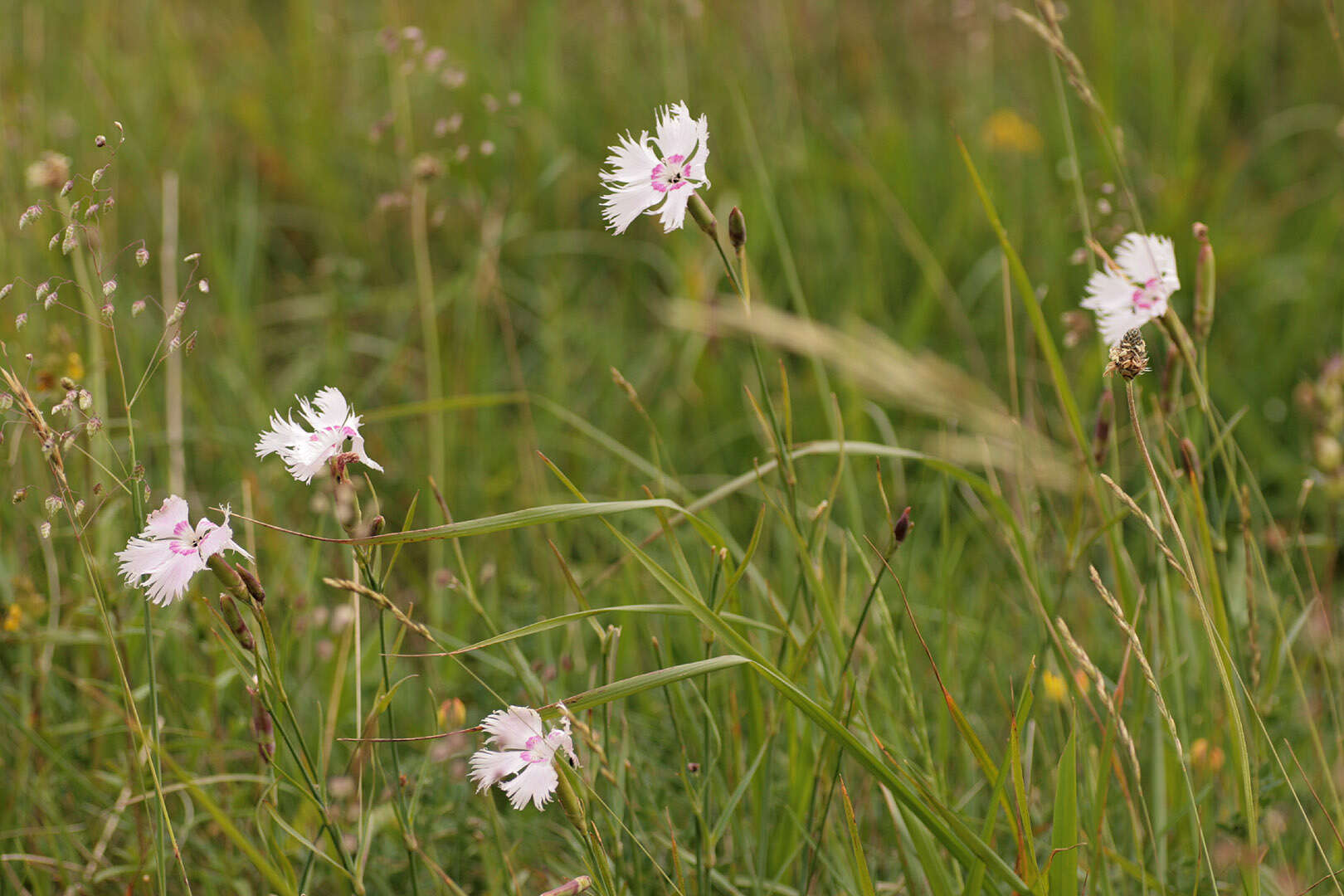 صورة Dianthus plumarius L.