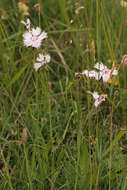 Image of feathered pink