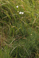 Image of feathered pink