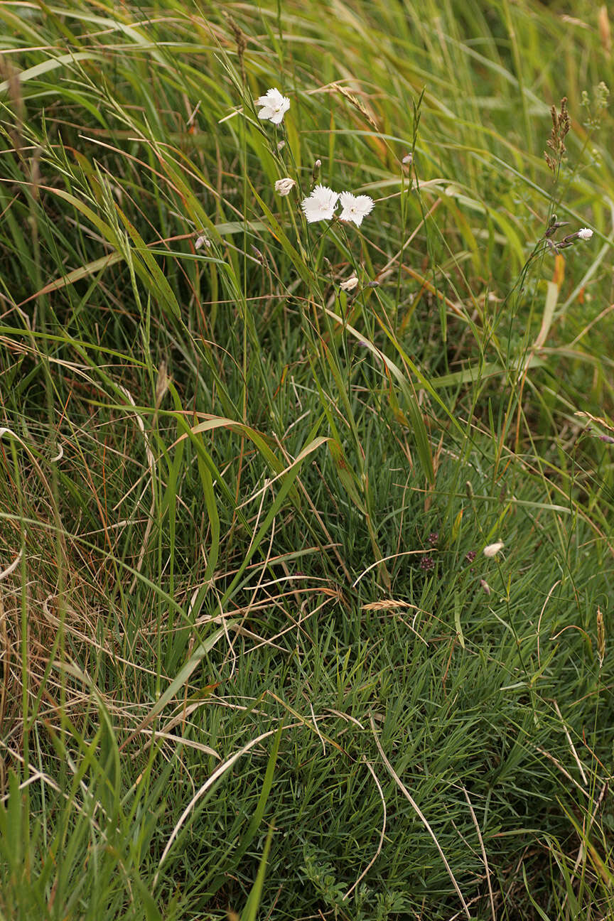 صورة Dianthus plumarius L.