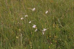 صورة Dianthus plumarius L.