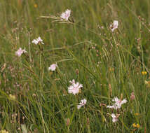 صورة Dianthus plumarius L.