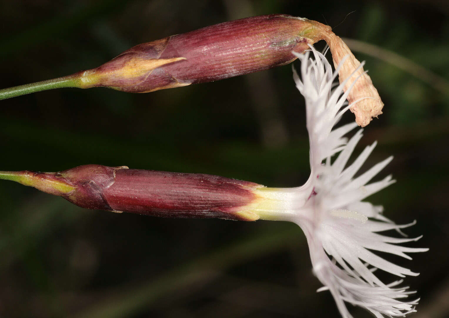 صورة Dianthus plumarius L.