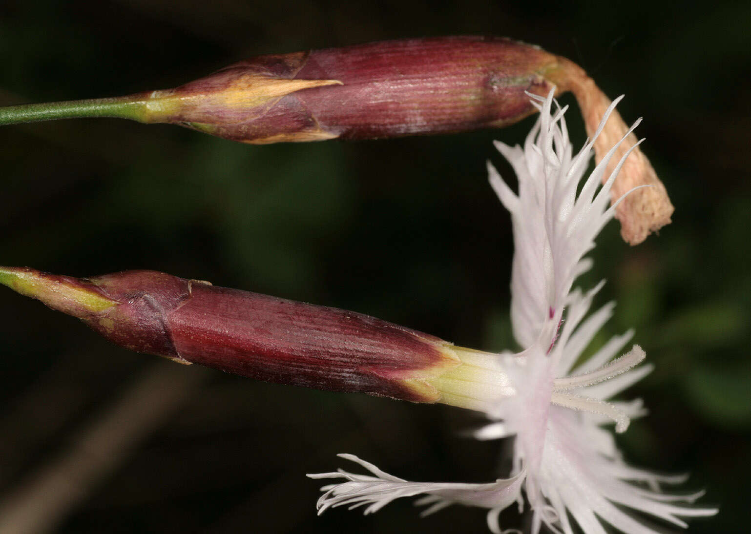 صورة Dianthus plumarius L.