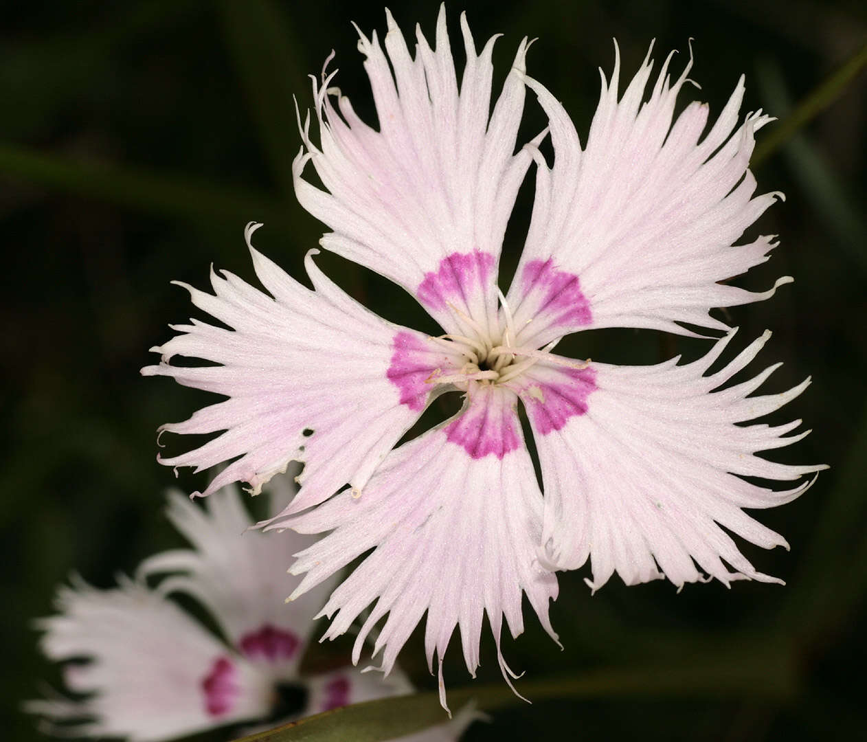 صورة Dianthus plumarius L.