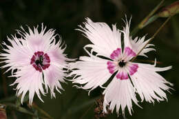 صورة Dianthus plumarius L.