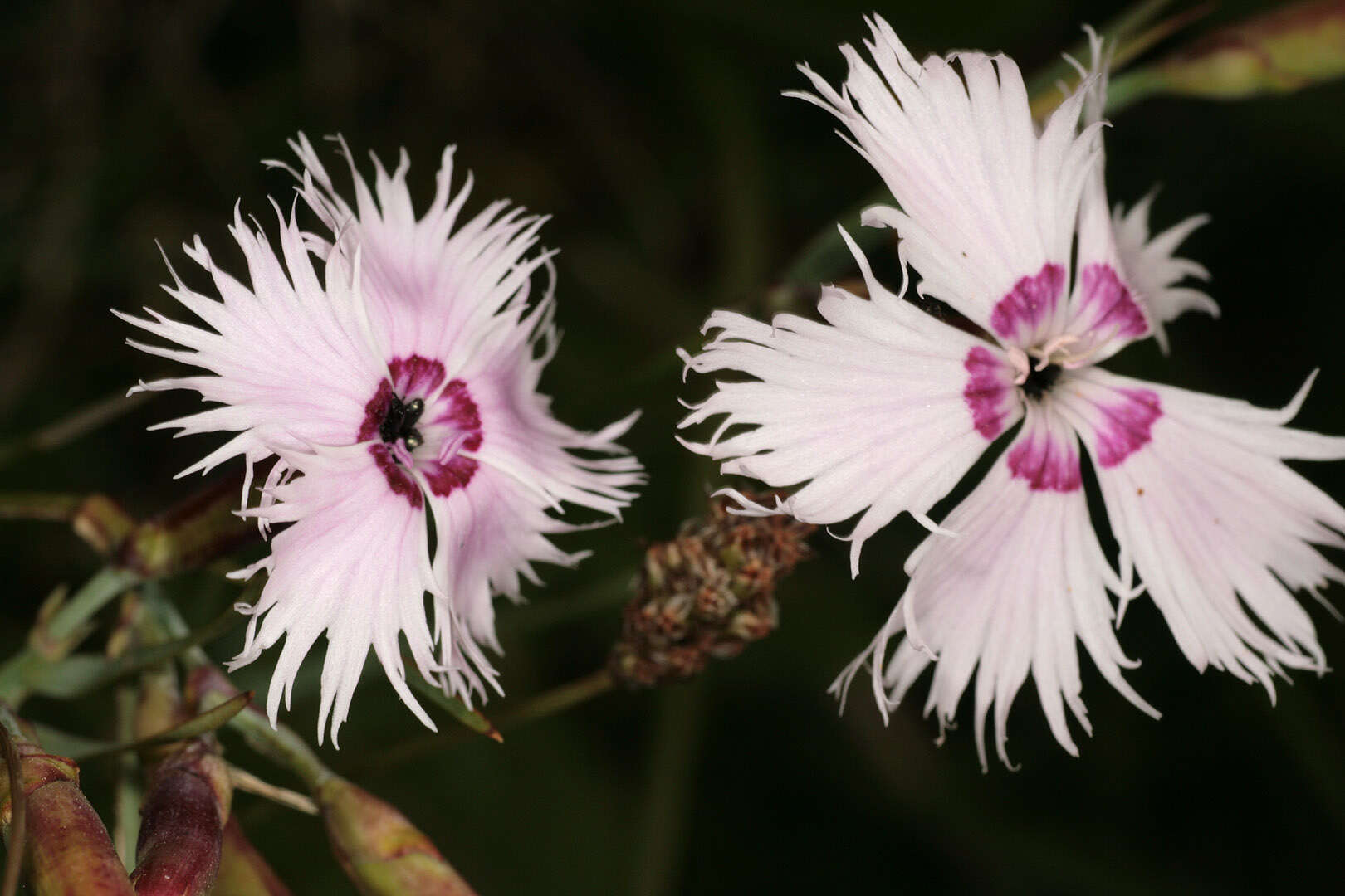 صورة Dianthus plumarius L.