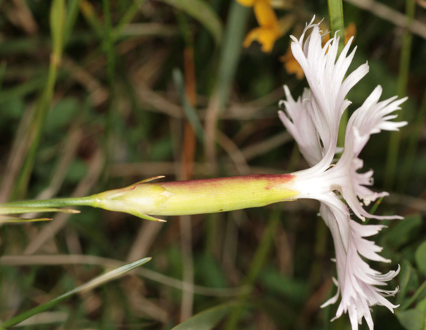 صورة Dianthus plumarius L.