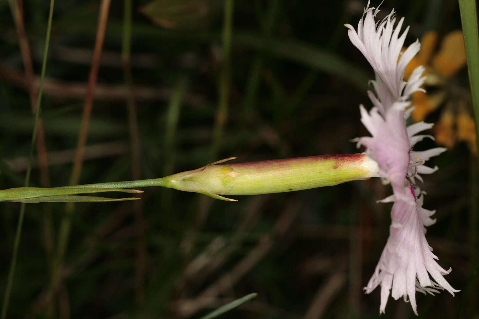 صورة Dianthus plumarius L.