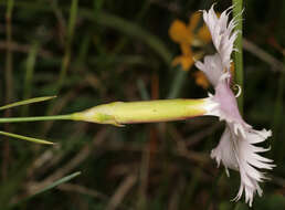 صورة Dianthus plumarius L.