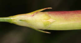 صورة Dianthus plumarius L.