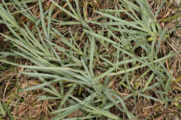 صورة Dianthus plumarius L.