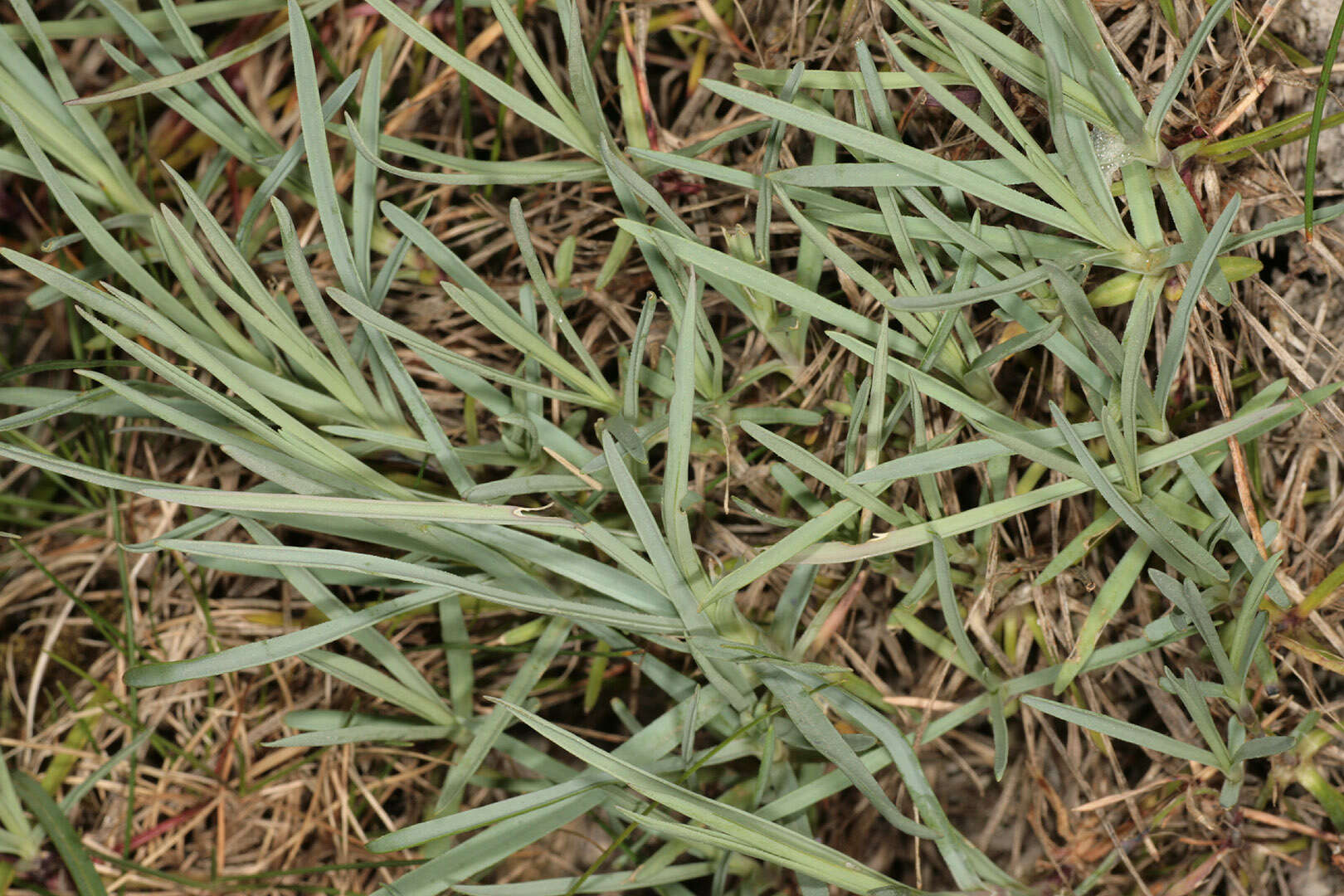 صورة Dianthus plumarius L.