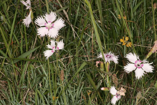 صورة Dianthus plumarius L.