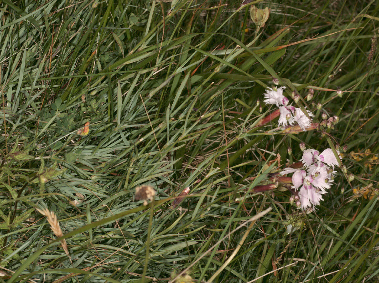 صورة Dianthus plumarius L.