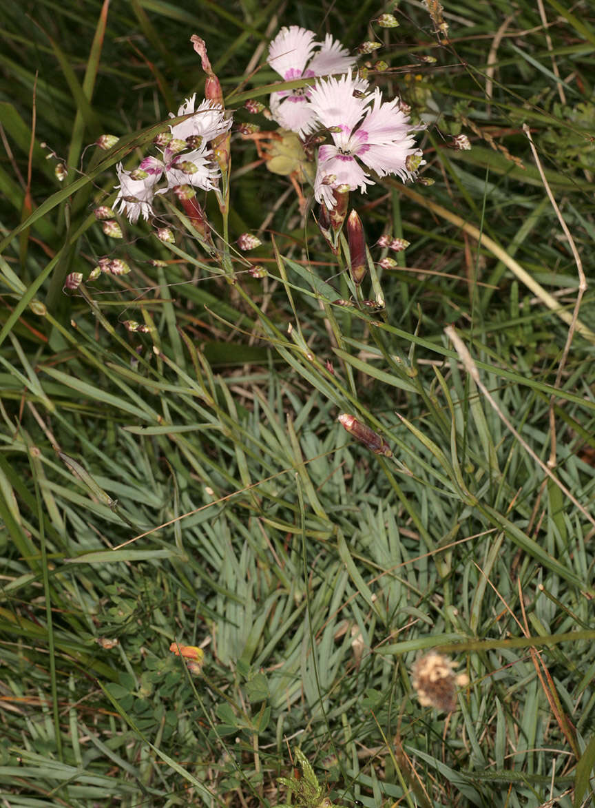 صورة Dianthus plumarius L.