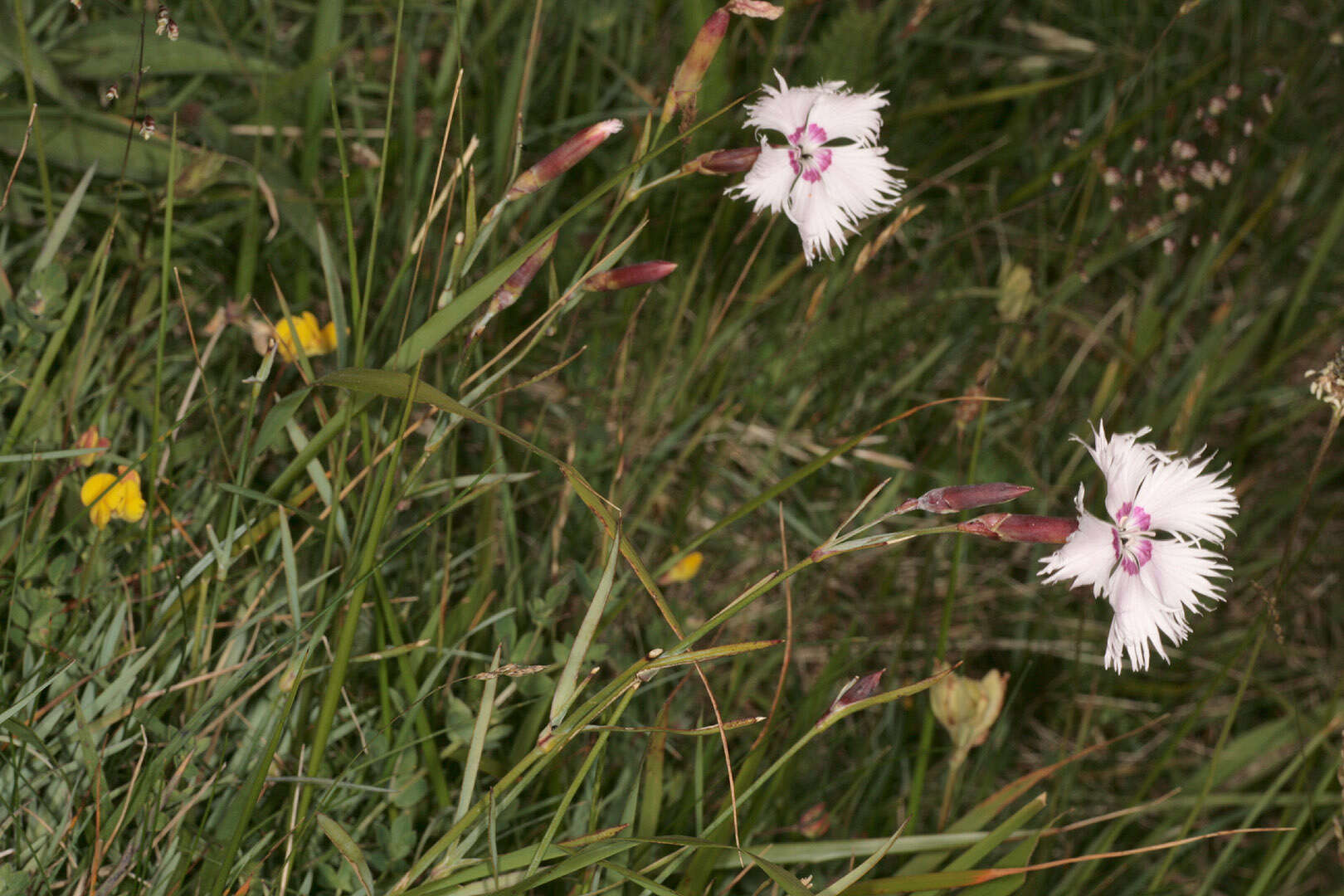 صورة Dianthus plumarius L.