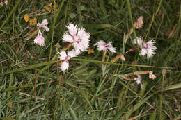 صورة Dianthus plumarius L.