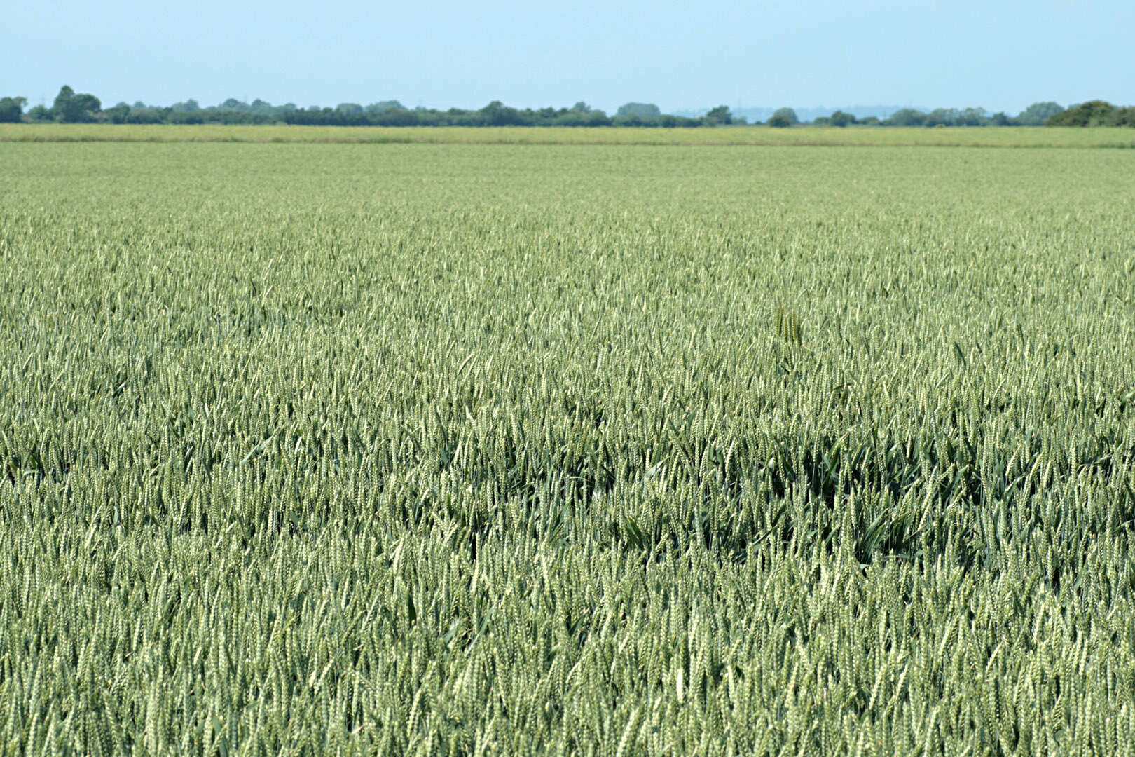 Imagem de Triticum aestivum L.