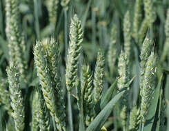 Imagem de Triticum aestivum L.