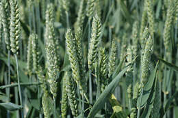 Imagem de Triticum aestivum L.