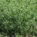 Image of <i>Pisum sativum</i> var. <i>macrocarpum</i>