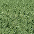 Image of <i>Pisum sativum</i> var. <i>macrocarpum</i>