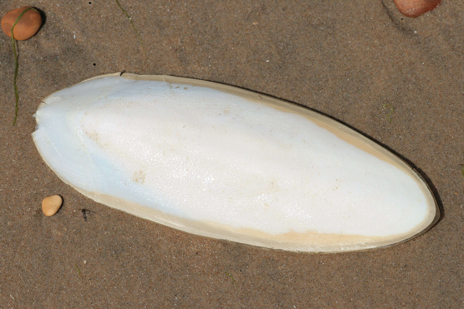 Image of Common Cuttlefish