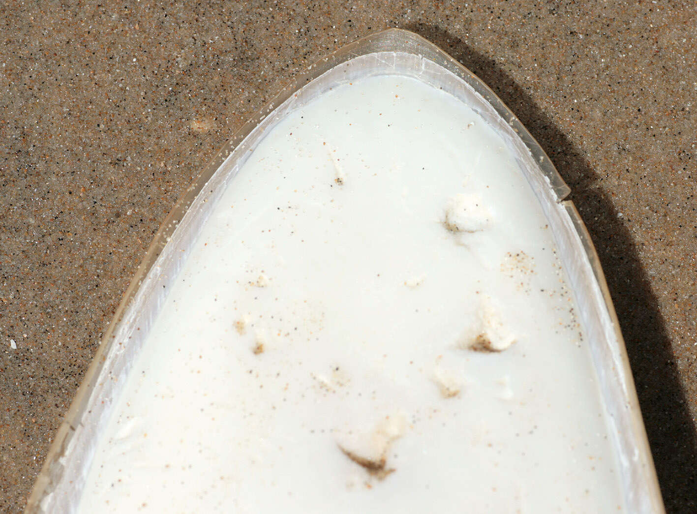 Image of Common Cuttlefish