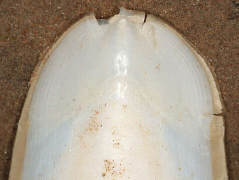 Image of Common Cuttlefish