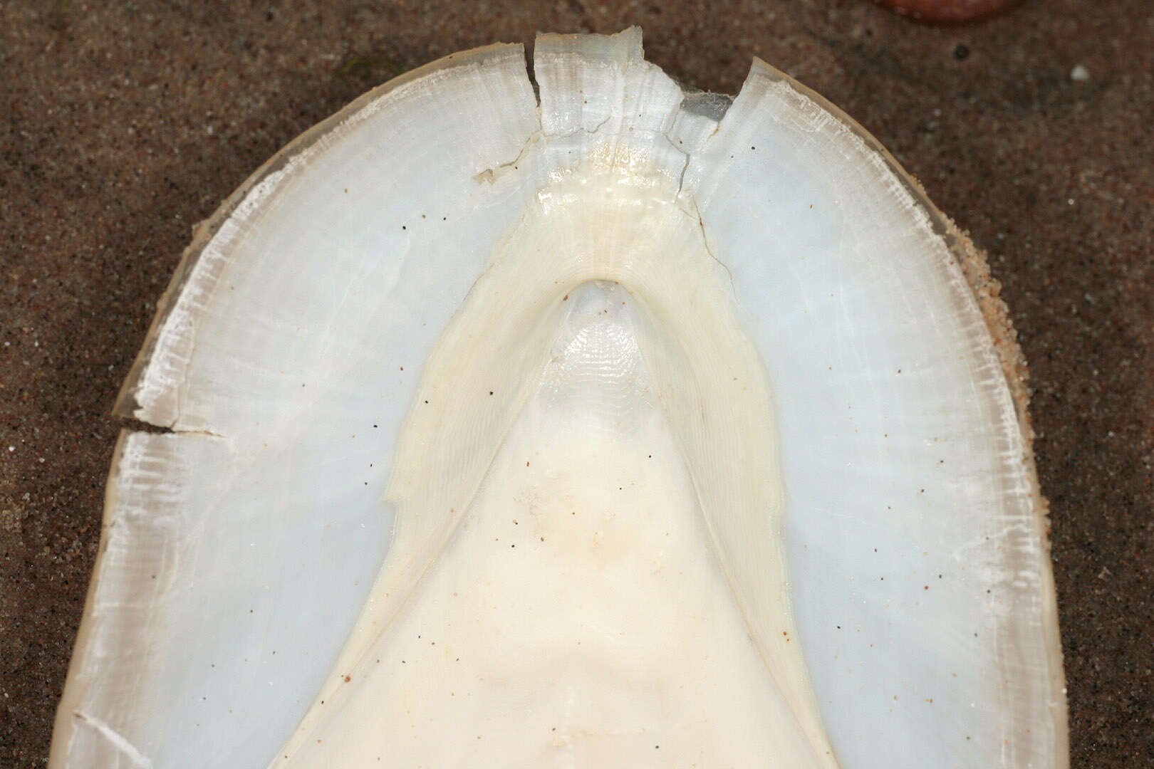 Image of Common Cuttlefish