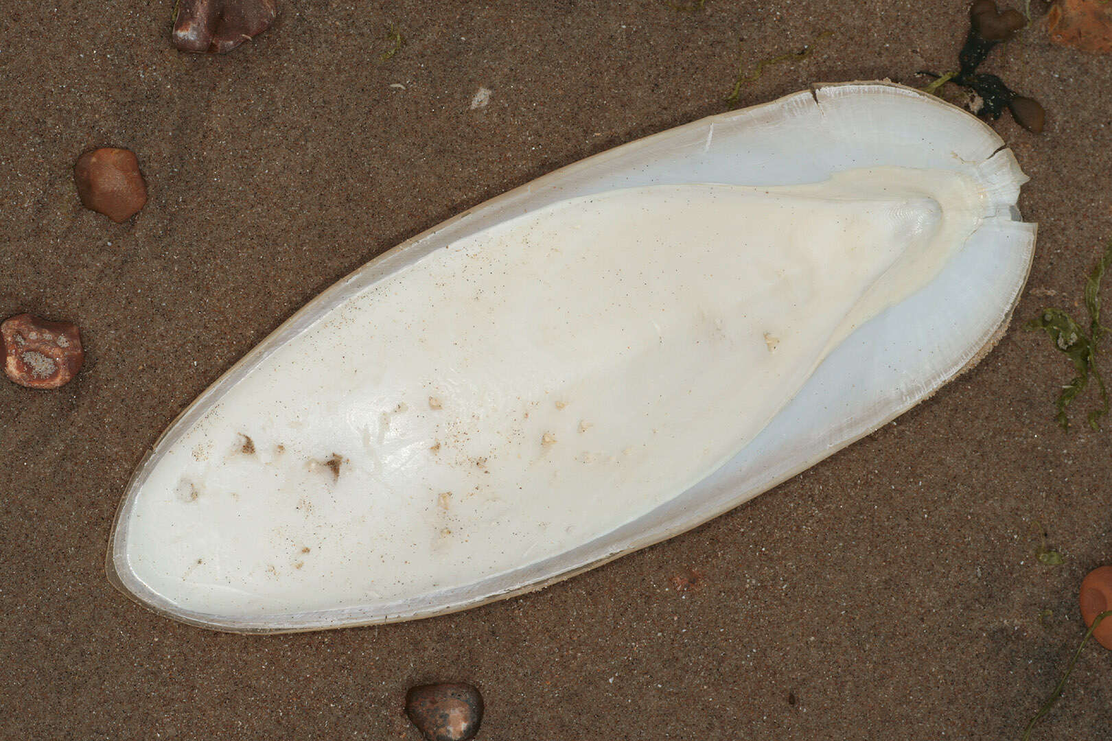 Image of Common Cuttlefish