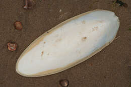 Image of Common Cuttlefish