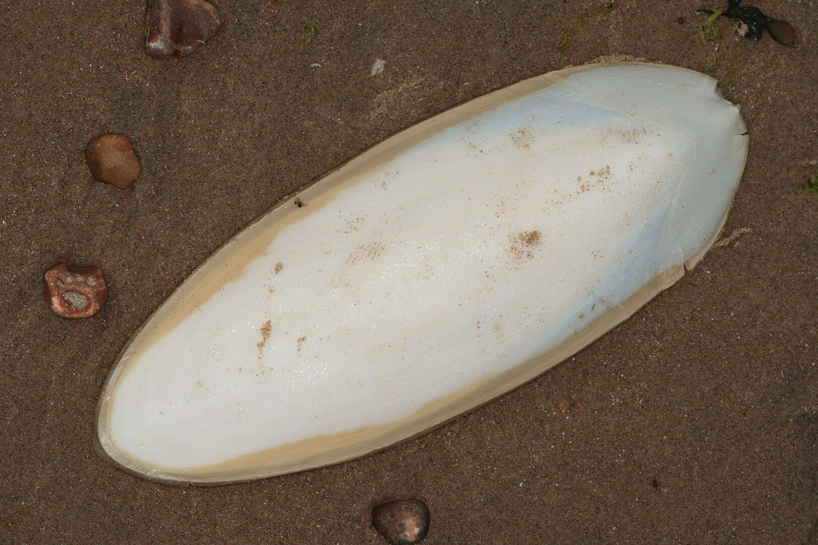 Image of Common Cuttlefish