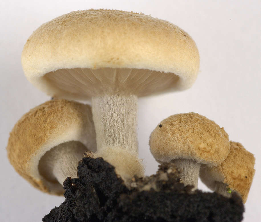 Image of Powdery Piggyback mushroom