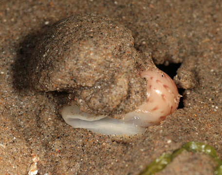 Image of Alder's necklace shell