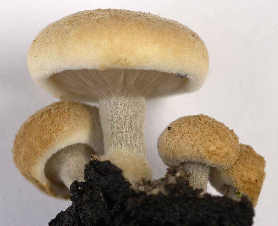 Image of Powdery Piggyback mushroom